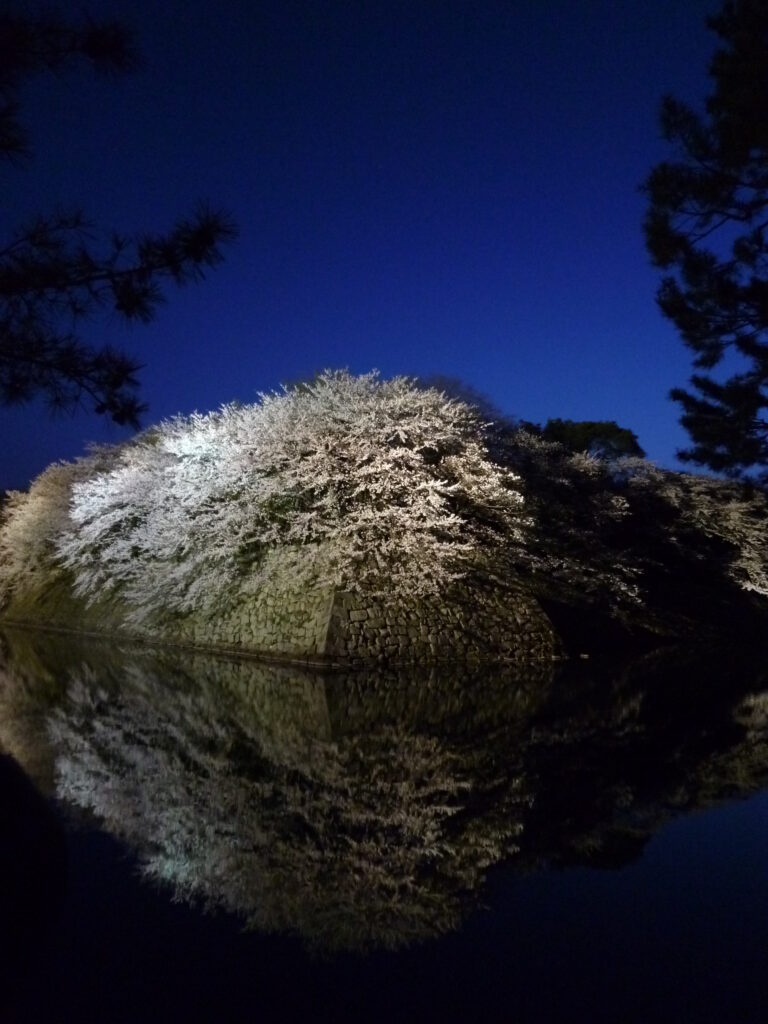 彦根城夜桜02