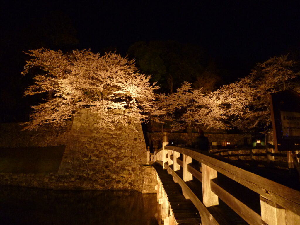 彦根城夜桜03