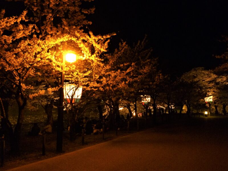 彦根城夜桜04