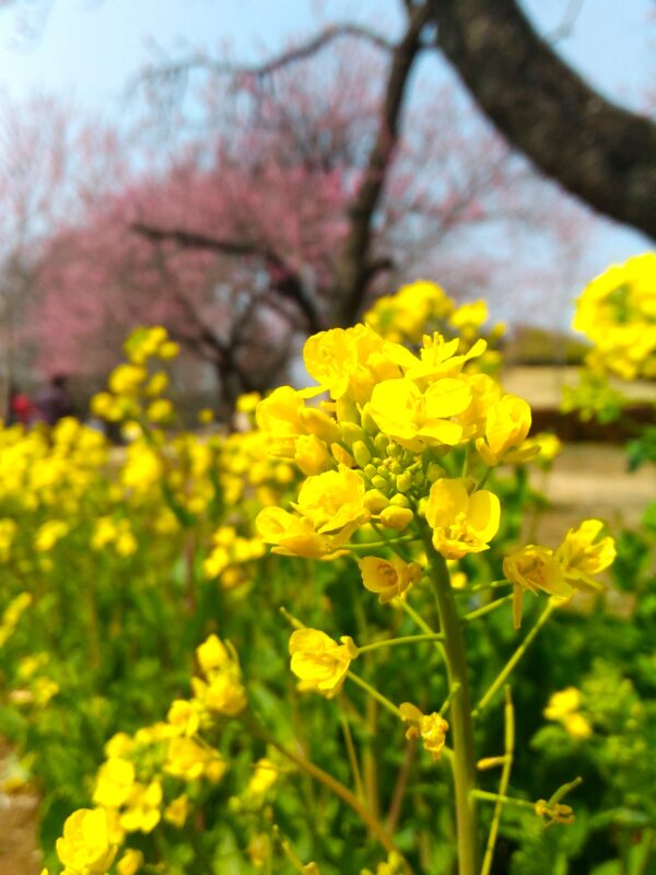 古賀公方公園の花桃05