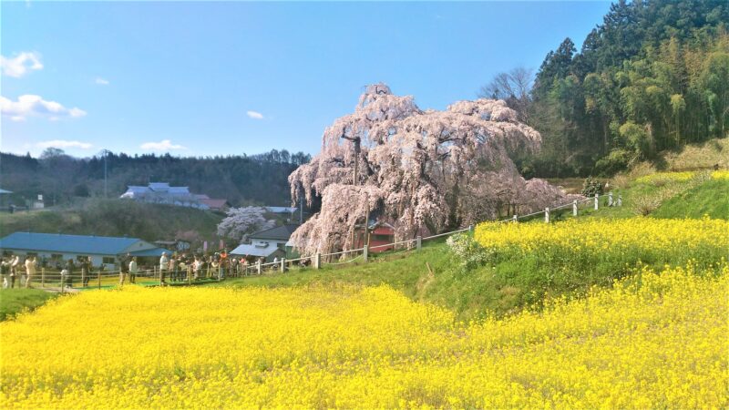 三春滝桜_遠景