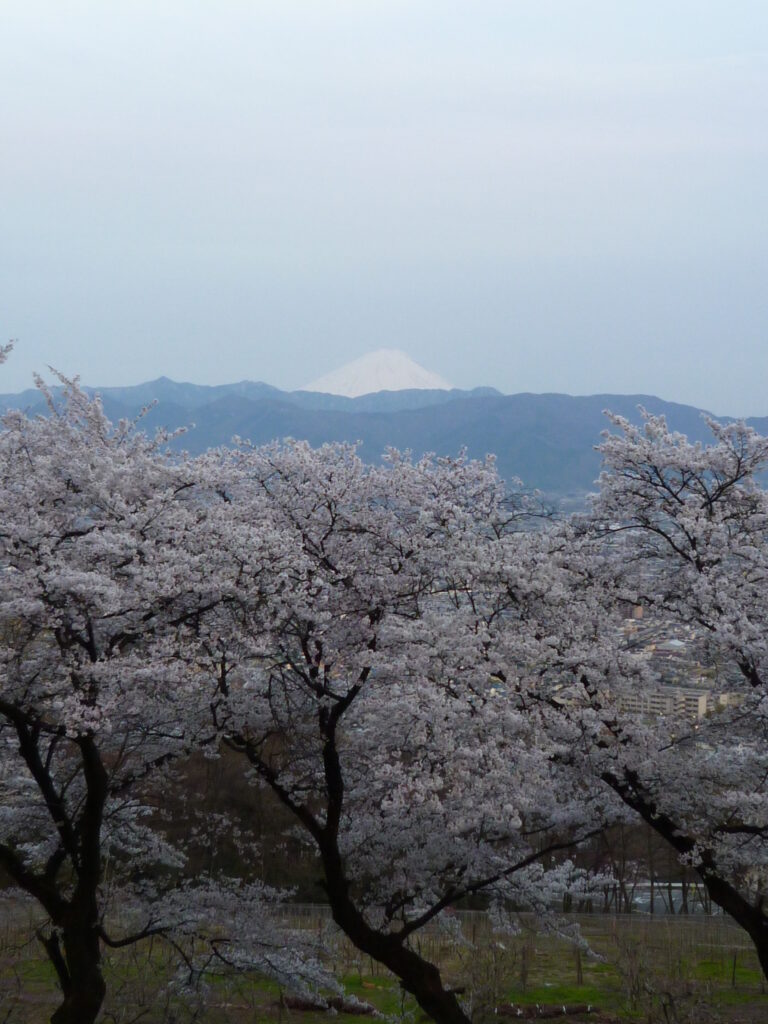 武田神社05