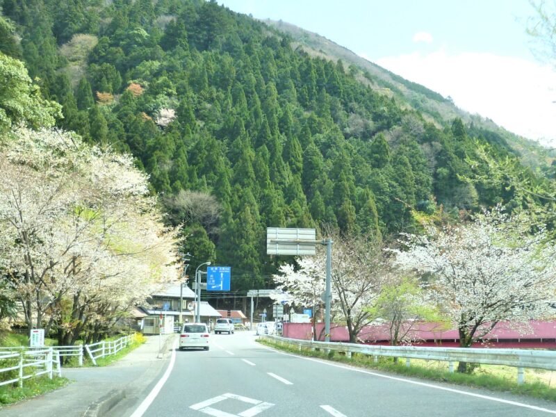 淡墨桜への道のり02