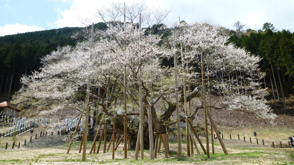 淡墨桜01