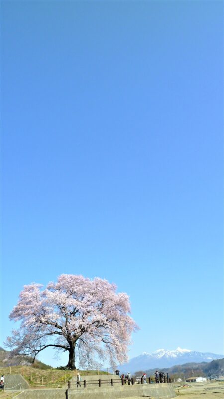わに塚の桜_八ヶ岳03