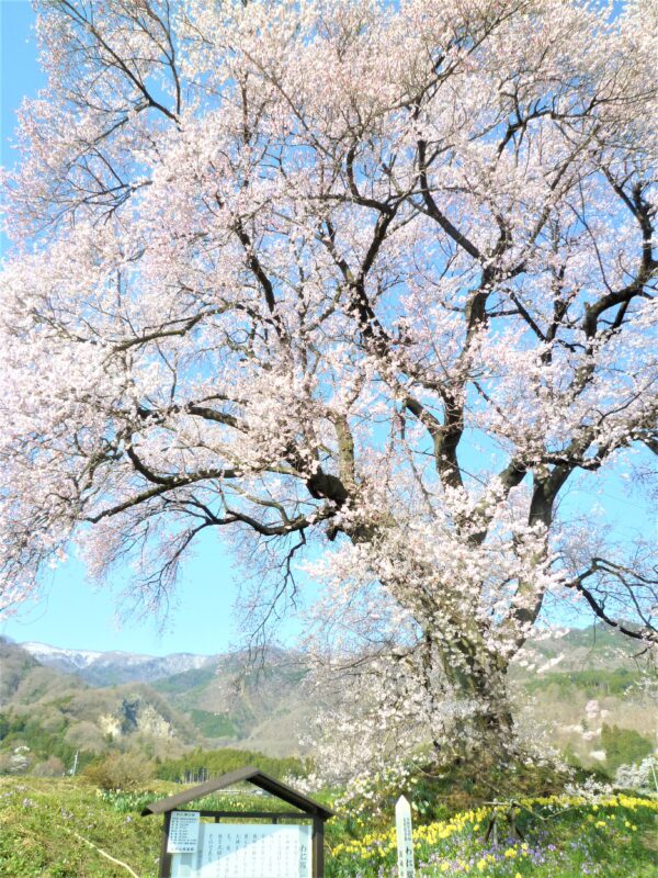 わに塚の桜_近景02