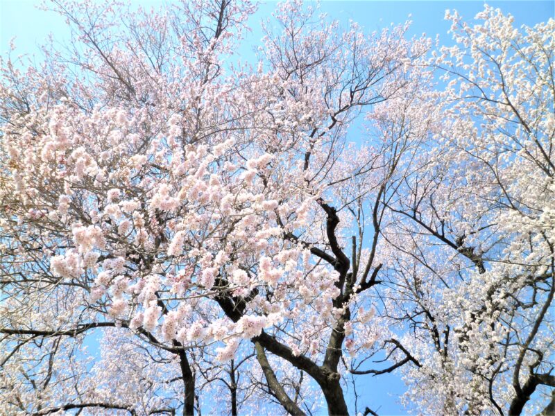 わに塚の桜_近景03