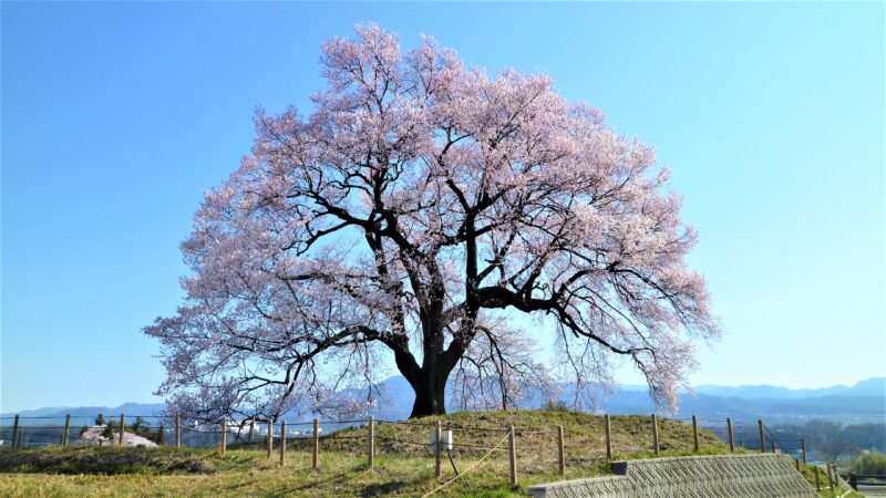 わに塚の桜_道のり03