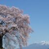 わに塚の桜01