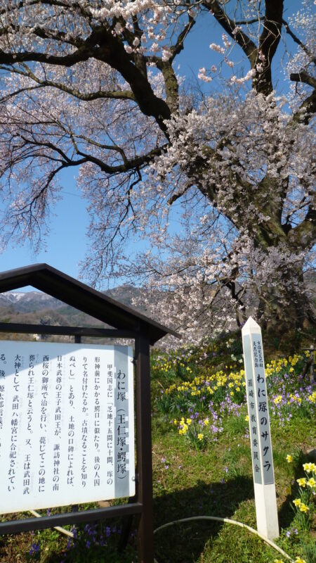 わに塚の桜02