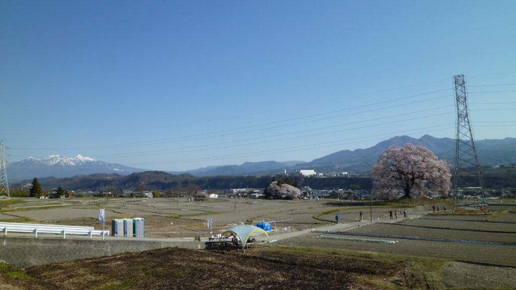 わに塚の桜03