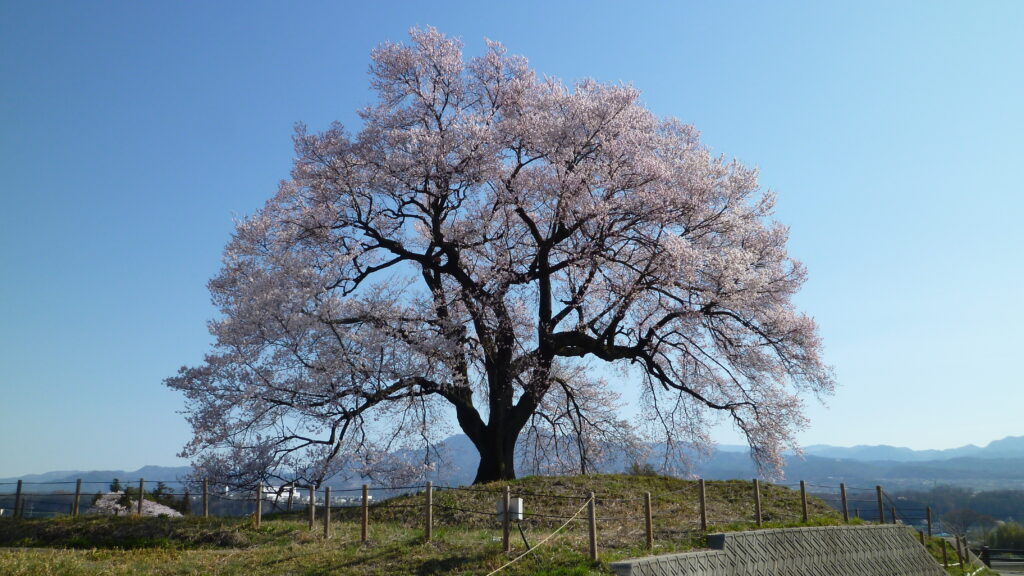 わに塚の桜04