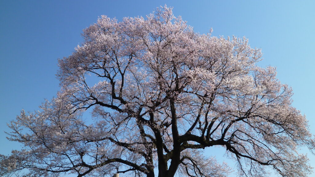 わに塚の桜05