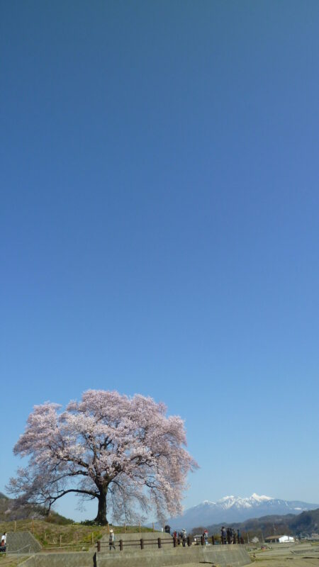 わに塚の桜06