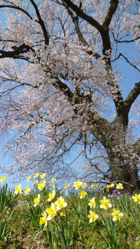 わに塚の桜07