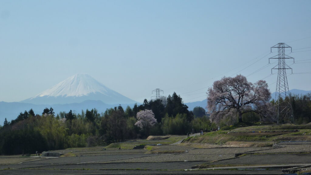わに塚の桜09