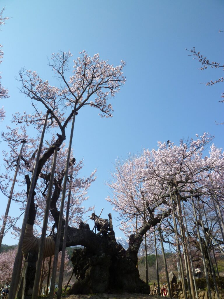山高神代桜03