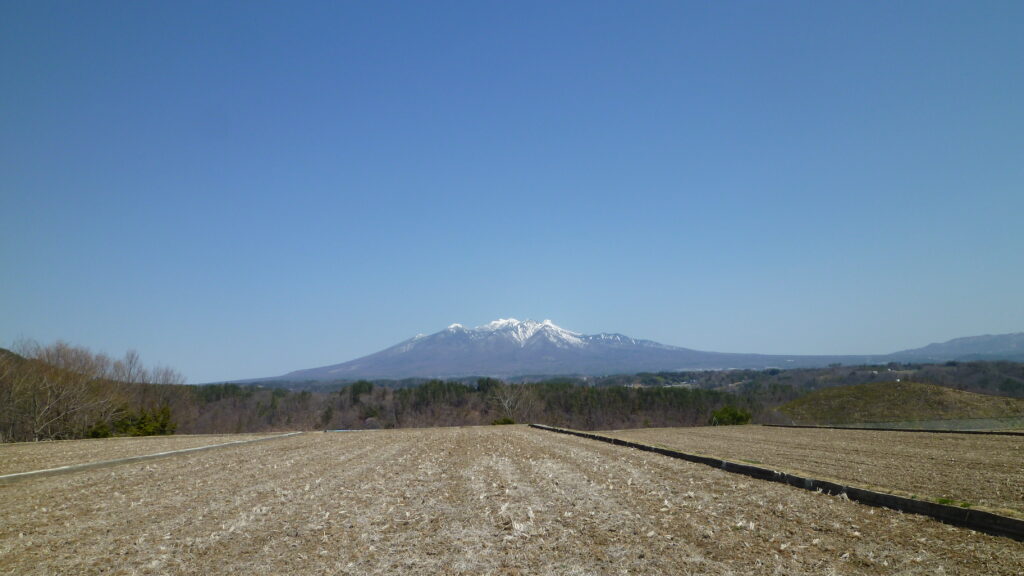 山高神代桜06