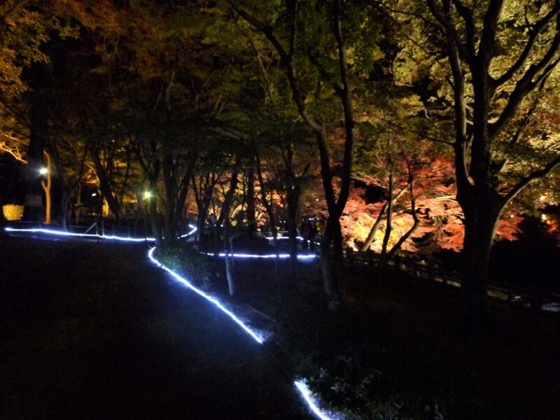 岡崎公園ライトアップ04