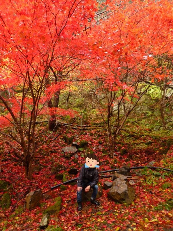 みたらい渓谷　紅葉の絨毯03