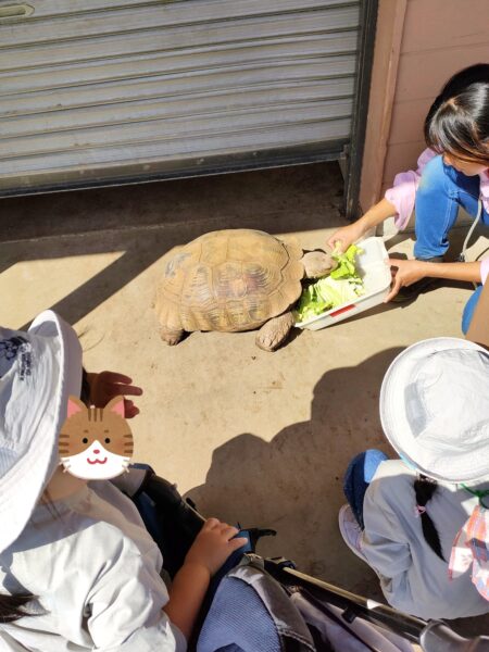 マザー牧場　動物ふれあい04