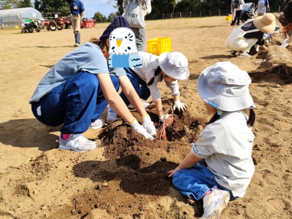 マザー牧場　さつまいも掘り02